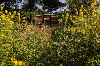Bienenstöcke in Wildblumenwiese